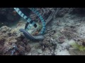 Sea Snake Vs Moray Eel (Spoiler alert: Still shot ending, due to GoPro  battery flat)