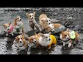 コーギー達の夏がやってきた！Summer is here for the corgis!