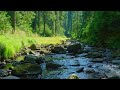 Redwoods Forest River & Birdsong | Relaxing Nature Sounds in 4K | 6 Hours