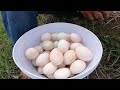 wow amazing! in the morning after rain pick a lot of ducks eggs under grass near road by hand