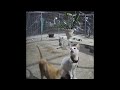 😅🐱 So Funny! Funniest Cats and Dogs 2024 🐈😂 New Funny Animals 2024 #15