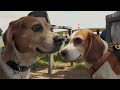 Beagle Sommerfest 2024 - Ein tierisches Vergnügen! 🐾🎉