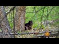 Nature: Bear cubs