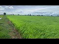 ពូជសែនក្រអូប😍🌾🌾