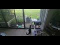 indoor kitty wants bunbun