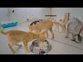 Funniest Cats and Dogs Videos 😸😹 Funny Videos Compilation 🐱😸