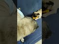 20210903 子パグvs勇ましいおじじ　#パグ #puglife #シニア犬