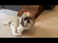 Cuteness Overload With Shih Tzu Lacey ☺ | It's All About the Dog Treats! 🍖😋