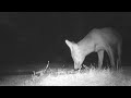 Friend Or Foe?  #talltreesnaturereserve #wildlife #foxes #foxwatching