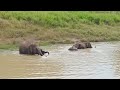 elephants safari Srilanka (3)