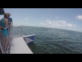 Key West Extreme Adventures shark tour