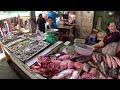 Amazing Cambodian Sreet Food @Boeung Trabaek Market - Chicken, Pork, Beef, Fish, Vegetables & More