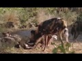 APES C Block African Wild Dogs PSA