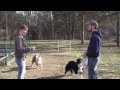 Training Dogs to Not Steal DG Discs, with Tony Cramer