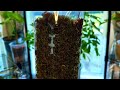 This Different Moss Pole Will Change Your Plant Life... (probably for good)