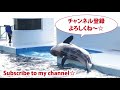 氷を落として悲しいルーナちゃん【2020年10月2日　鴨川シーワールド　シャチパフォーマンス】Killer whale performance, Kamogawa Sea World, Japan