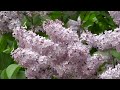 День сирени в Царском Селе. Lilac Day in Tsarskoe Selo.