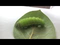 Luna moth life cycle