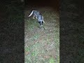 Blue heeler vs Snake