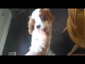 Cavalier spaniel demanding attention