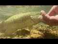 Creek Fishing for Smallmouth Bass...