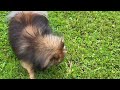 Cute Hendo Pomeranian puppy playing #shorts #dog #hendopomeranianpuppy