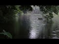 Rainforest Rainstorm Sounds for Sleeping or Studying 🌧️ White Noise Rainstorm 1 Hours Rainstorm