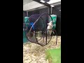 Silly Mice Sharing A Wheel