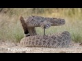 Western Diamondback Rattlesnake ready to strike