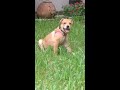 One more puppy in action video 🐶🐶❤️❤️