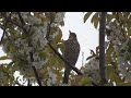 Song Thrush Singing in Cherry Blossom