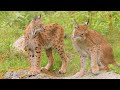 Animals Story | Explore nature, learn about wildlife through a multi-dimensional lens | 4K ULTRA HD