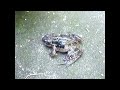 SAENSキン（海外のカエル）【Frog_mania】