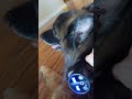 German Shepherd tries out Massage Gun and than this happens!!