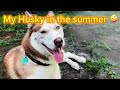 Huskys in the Winter Vs Huskys In The ￼Summer