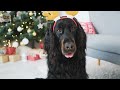 24 Hours Best Fun & Relaxing TV for Dogs: Separation Anxiety Music to Calm Dogs with Video for Dogs