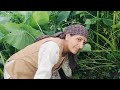 आखिर कचालू  के पत्तो को क्यों ऐसे तोड़ आज 🤔// Taro organic farming//Himachal Pradesh Shimla 💐🇮🇳