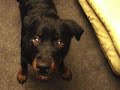 Cute Rottweiler puppy goes crazy after a bath