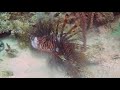 Toad Fish Eating Lion Fish