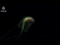 Jellyfish Eats Fish