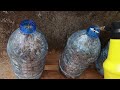 Easy - Simple - Tips for growing mushrooms in plastic bottles at home