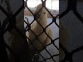 Cockatoo just hangin' out on screen door