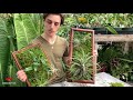 DIY Living Wall Frames using Air Plants and Orchids!