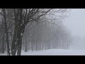 2 Hours of Beautiful Winter Scenes | White Forest | Snowy Woods | Relaxing Winter Nature Video