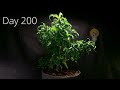 Growing a NECTARINE Tree from Seed in Timelapse! (200 Days)