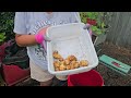 Store Bought Potato Harvest