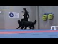 Hundetraining - Schau mich an! Übung gegen Ablenkungen