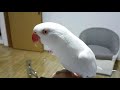 Are Indian Ringneck parrots good pets