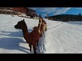 Our alpacas on New Year's Eve