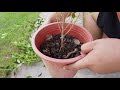 บอนไซ : การสร้างโคน บอนไซไทรไทเกอร์ | Bonsai 018